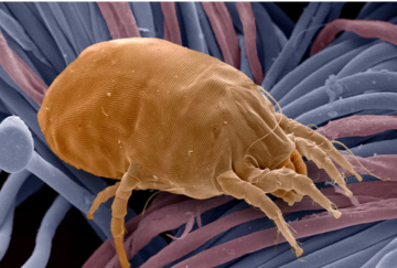 Dust mites Articles Large