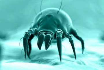 Dust mites Articles